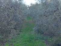 Oliveiras cobrançosa