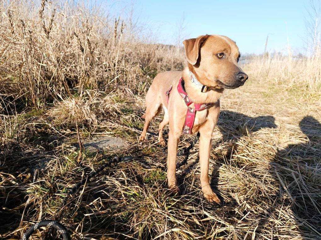Ulek – pies-ninja szuka kanapy i człowieka do miziania!
