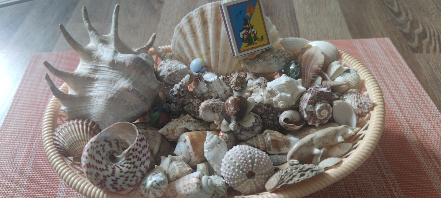 Ракушки морські (океанічні)