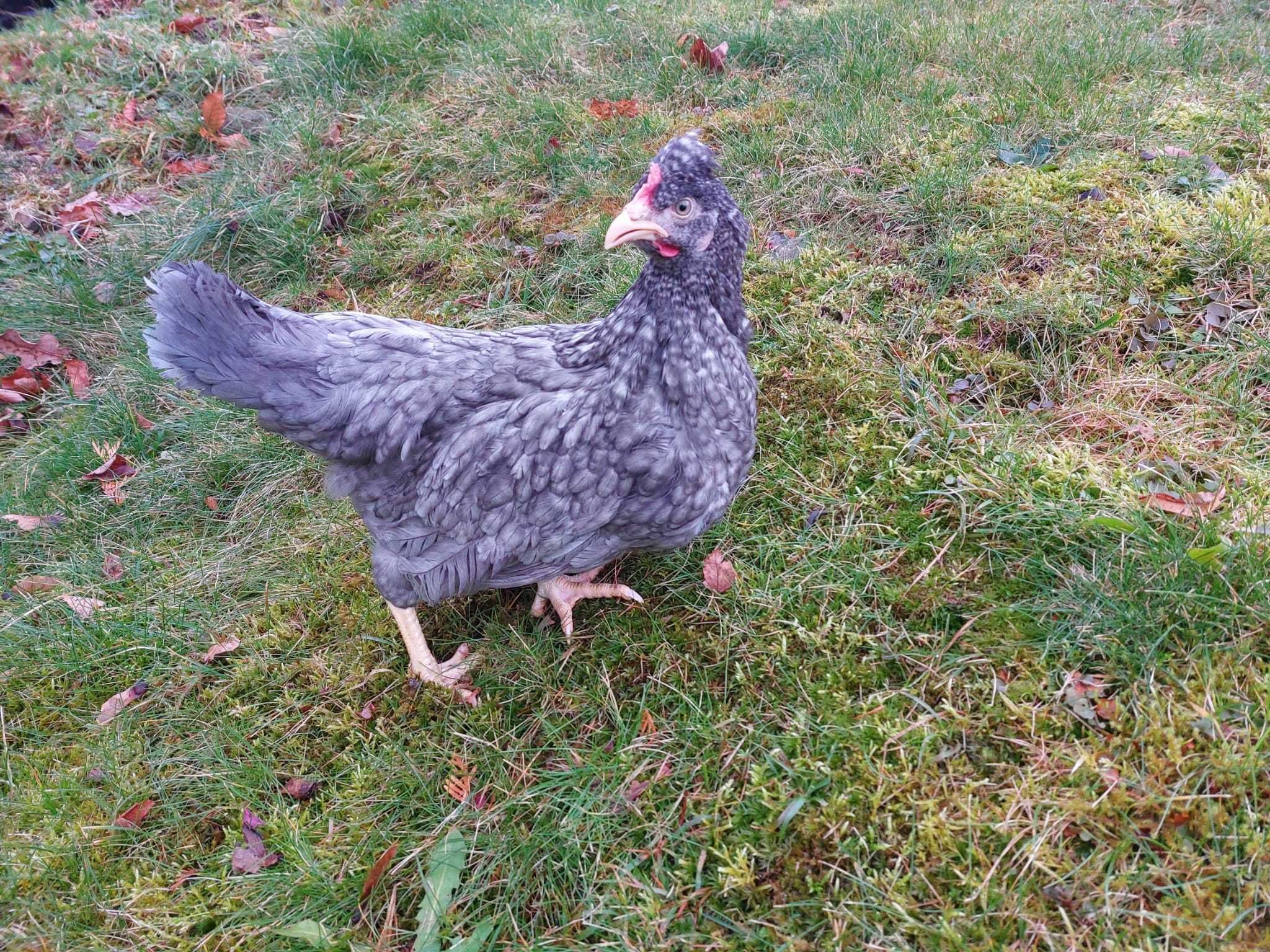 KURY kurki nioski ROSA DOMINANT LEGHORN młode zdrowe Transport