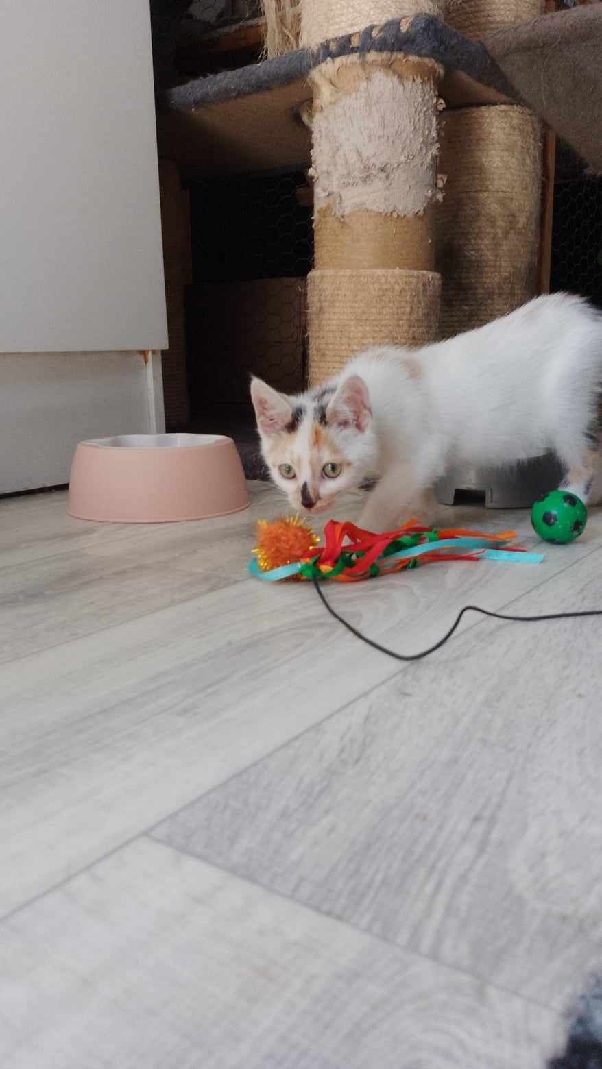 Matylda do adopcji.