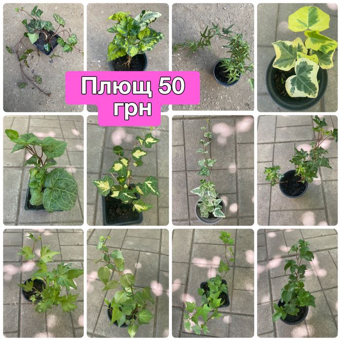 Плющ, бересклет, барбарис