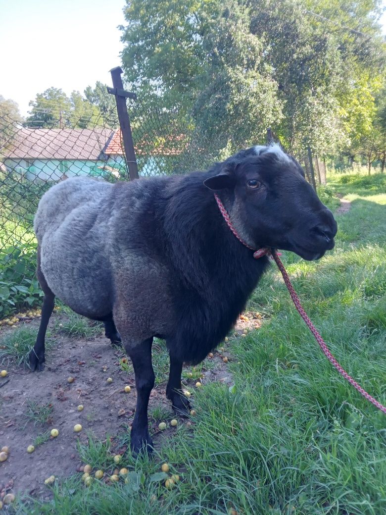 Баран романівський