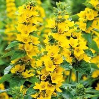 Tojeść kropkowana, zestaw 3 doniczek P9 z sadzonkami