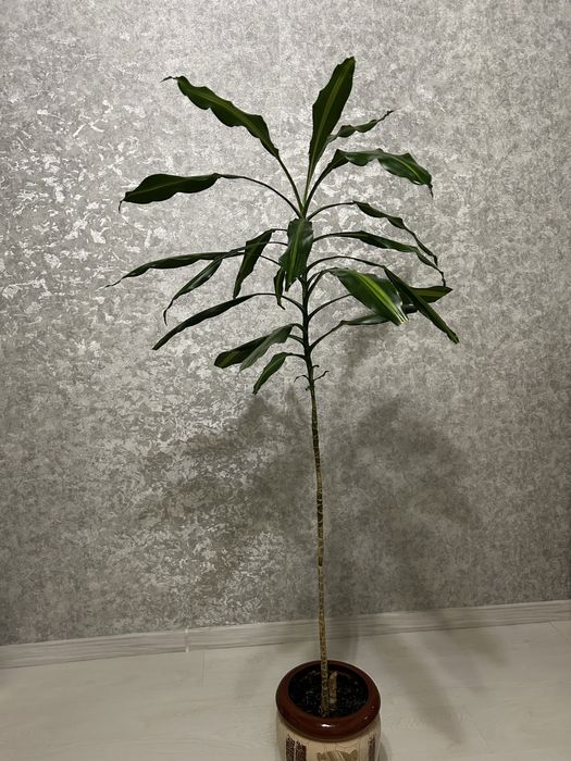 Квіти великі Дроцена широколистная