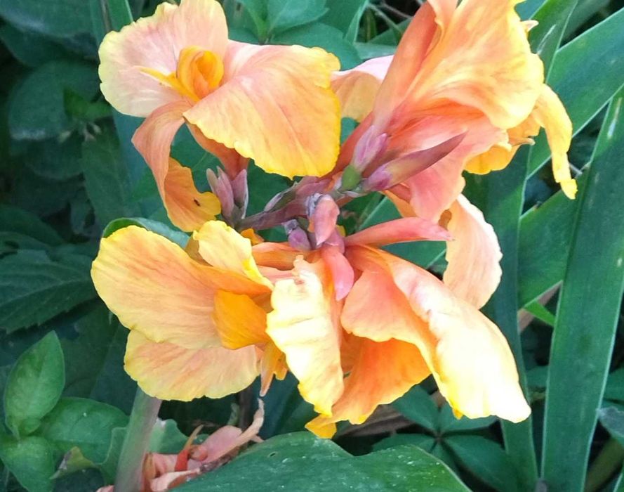 Kanna pomarańczowa – Orange wysoka