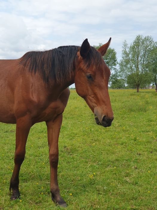 Źrebięta rocznik 2024