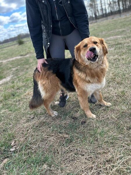 Midi - suczka w sam raz do pokochania