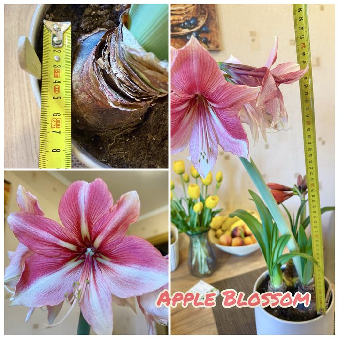 Амариліс/гіпеаструм Tosca