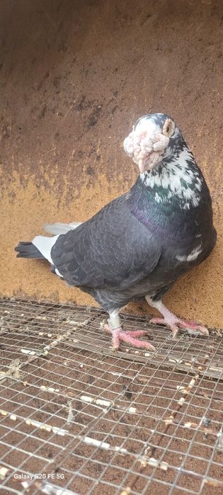 Gołębie staropolskie