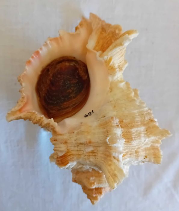 Concha natural do mar variedade Murex