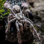 Heteroscodra Maculata