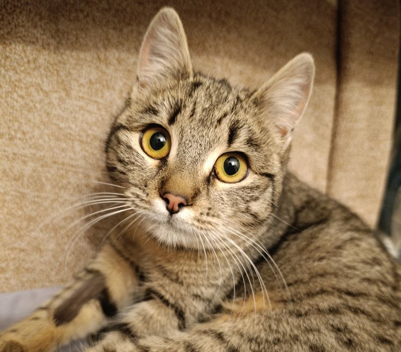 Кошечка в хорошие руки