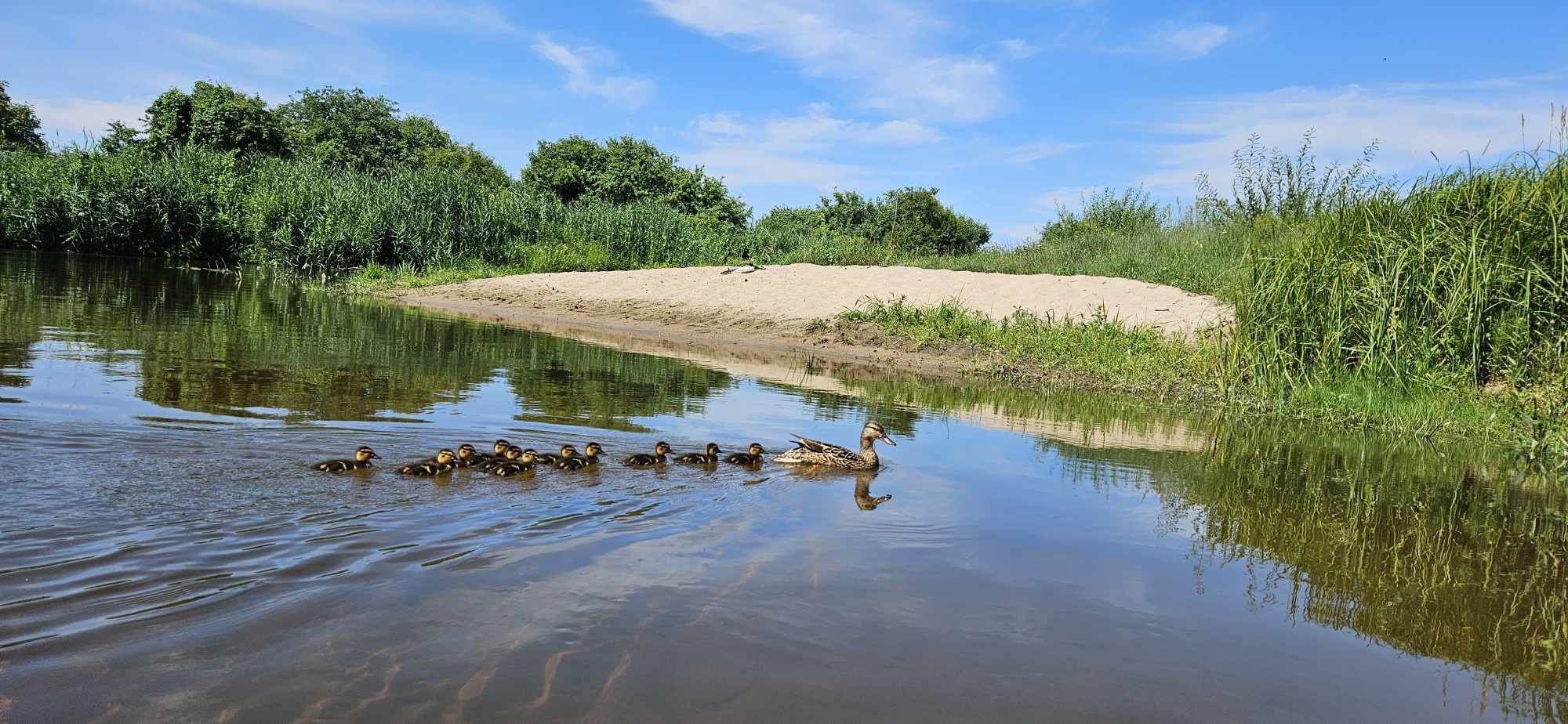 Kajaki na rzece Liwiec – wypożyczalnia Dwa Młyny – Liw i okolice