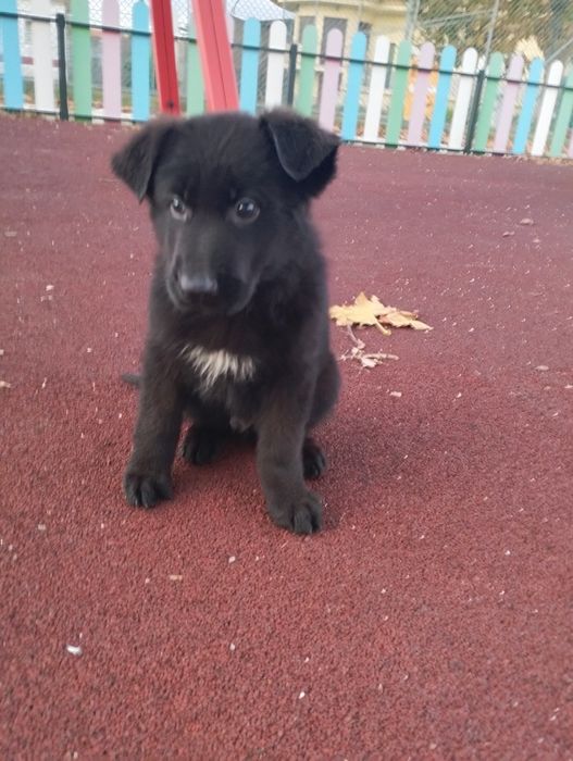 Pastor Alemão com lop e afixo