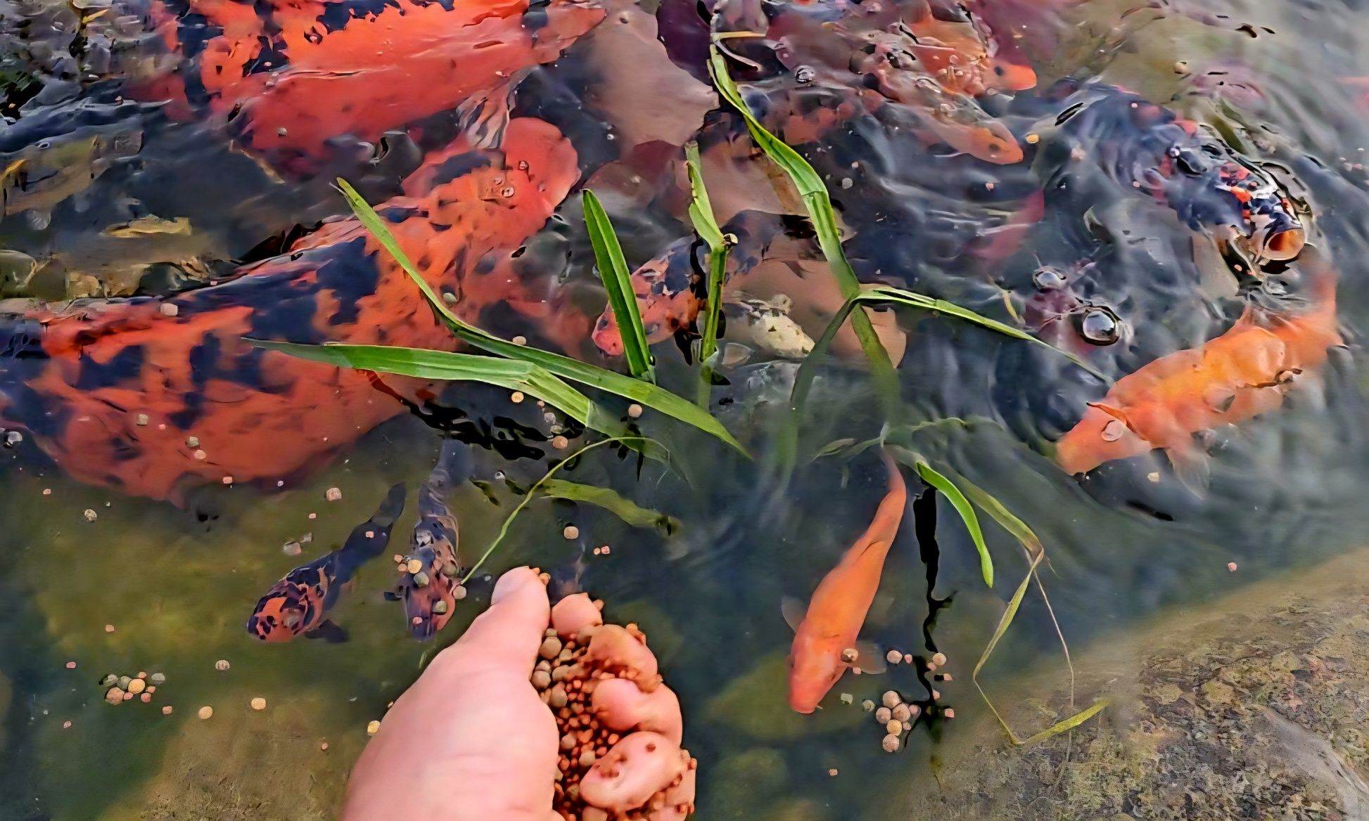 Karpie euro koi od 10-30cm