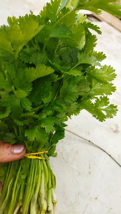 Укроп , Петрушка, шпинат , щавель . Великий асортимент Опт та роздріб