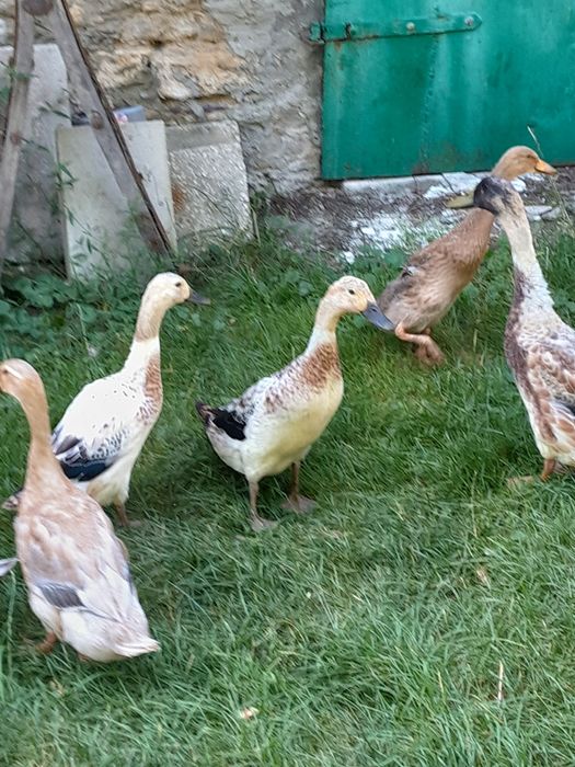 Kaczki biegusy indyjskie