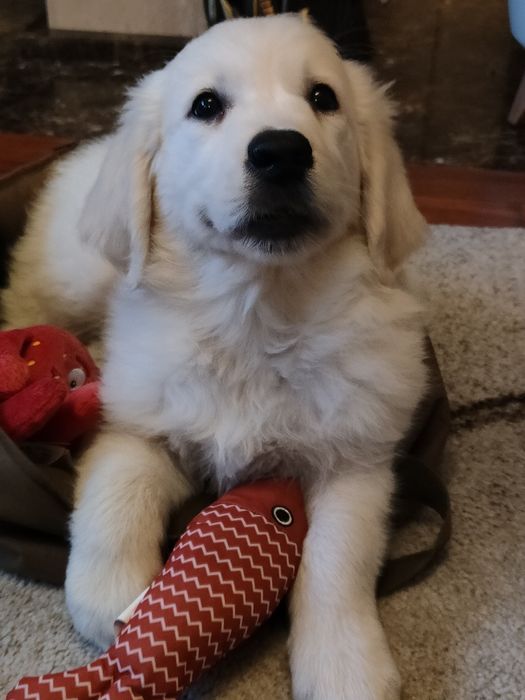 Golden Retriever suczka