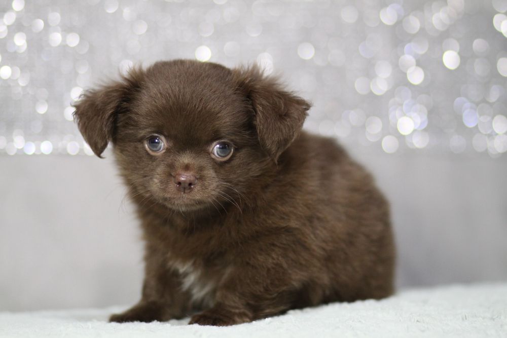 *** Chihuahua czekoladowa długowłosy**