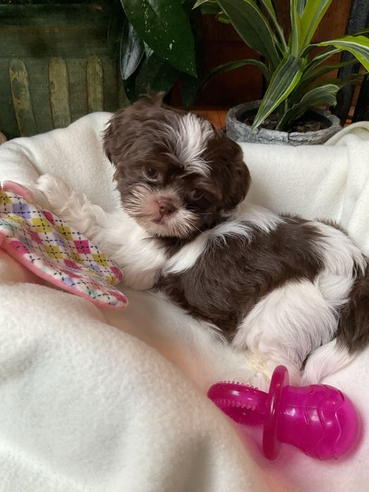 Shih-Tzu Suczki Salonowe!