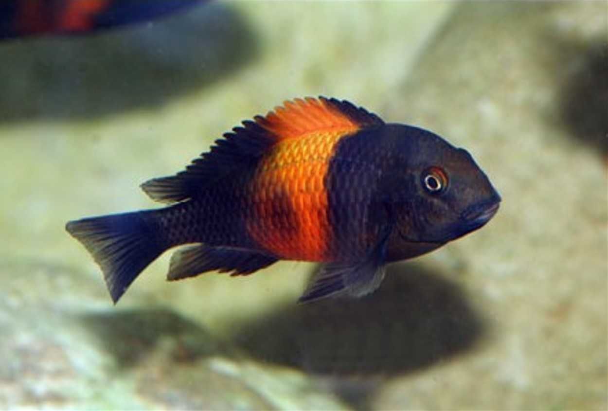 Tropheus sp. Bemba pokolenie F1 - TANGANIKA - IMPORT - dowóz, wysyłka