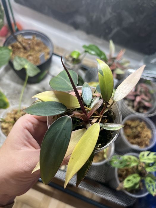 Philodendron strawberry shake