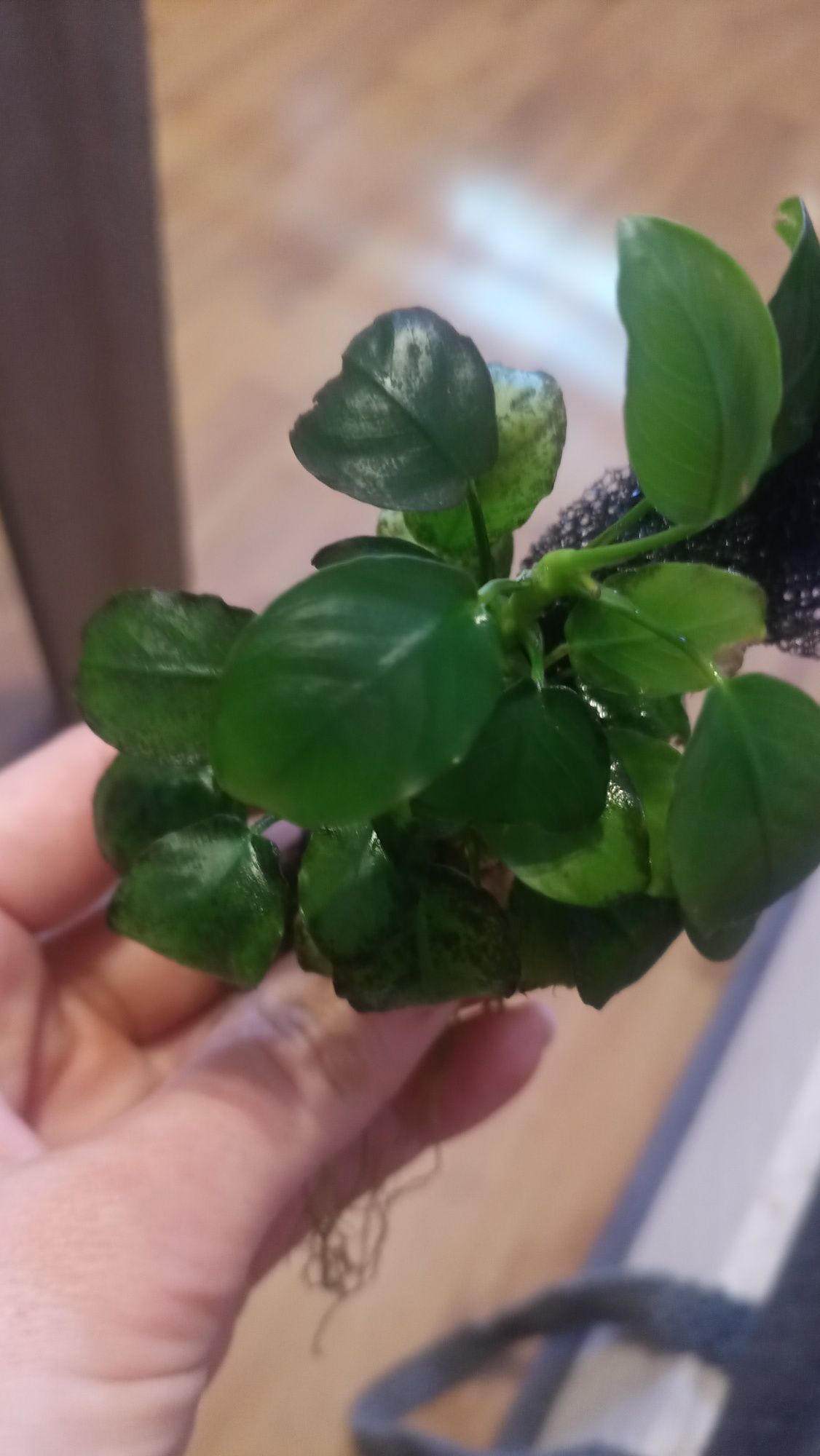 Rośliny do akwarium Anubiasa Nana i Bacterii