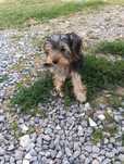 Piesek Yorkshire terrier