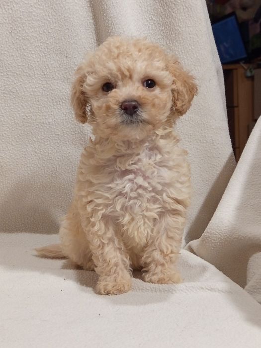 Шикарная Девочка пудель