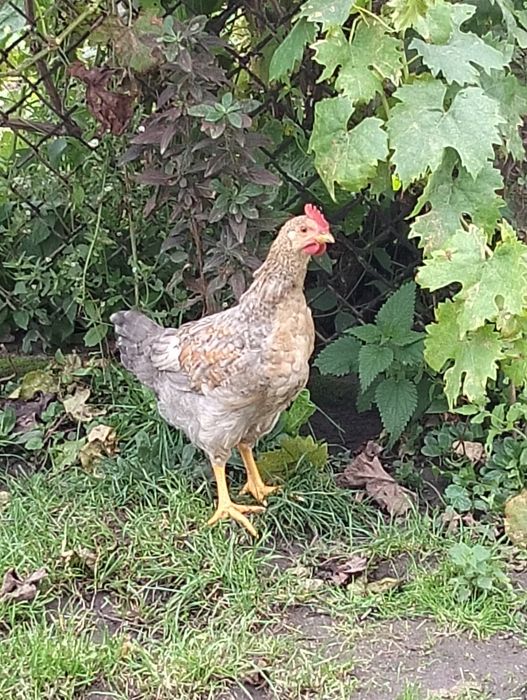 Продам домашніх молоденьких півників