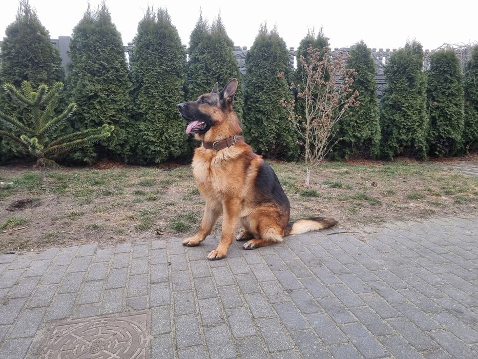 Owczarek niemiecki samiec