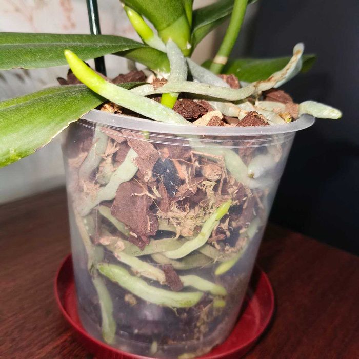 Домашня орхідея МАРАКЕШ пелор з діткою орхидея