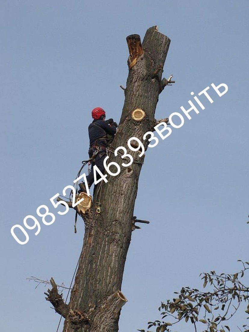 Зрізка дерев у Вінниці
