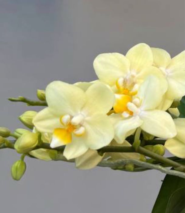 Орхидея с двумя детками