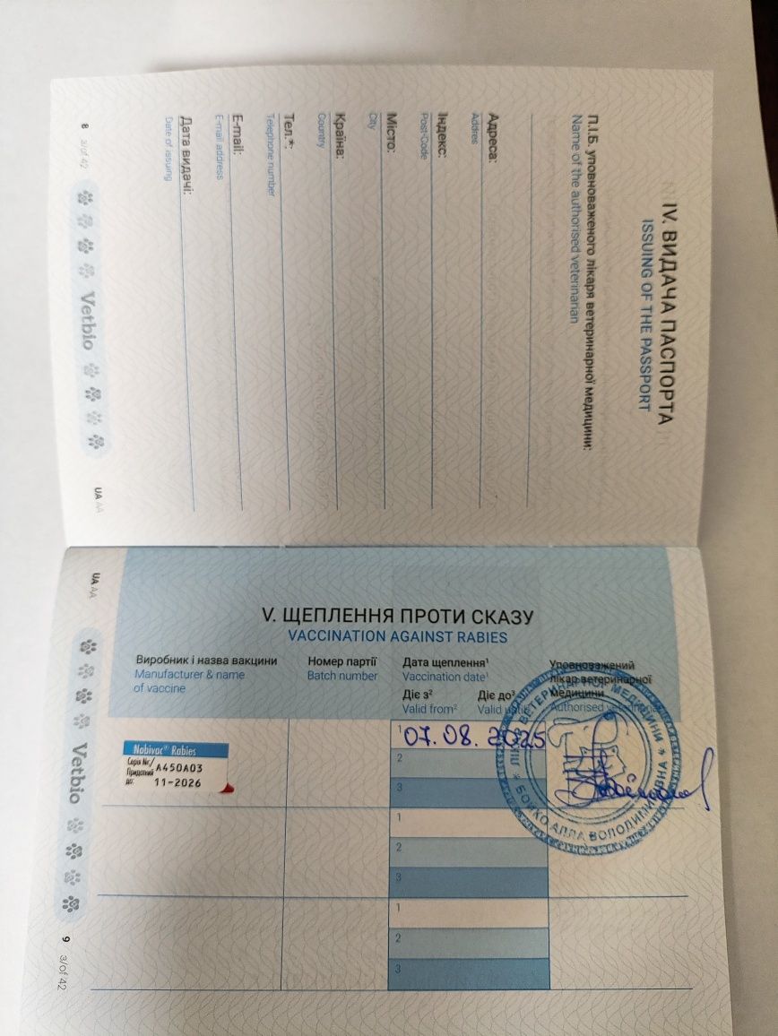 Висловуха шотландська дівчинка. Маленьке  ведмежатко.Всі щеплення