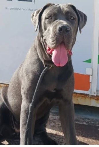 Cane corso femea 2 anos