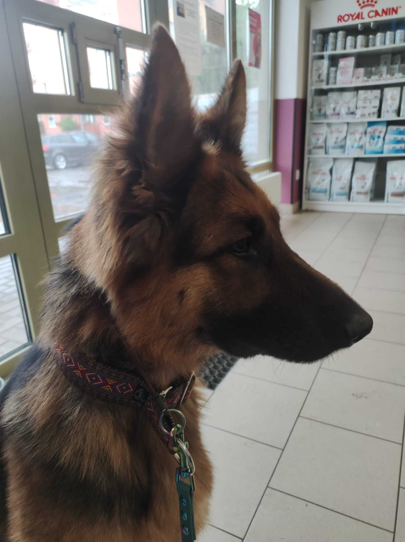 Owczarek niemiecki, Dharma ,  do adopcji