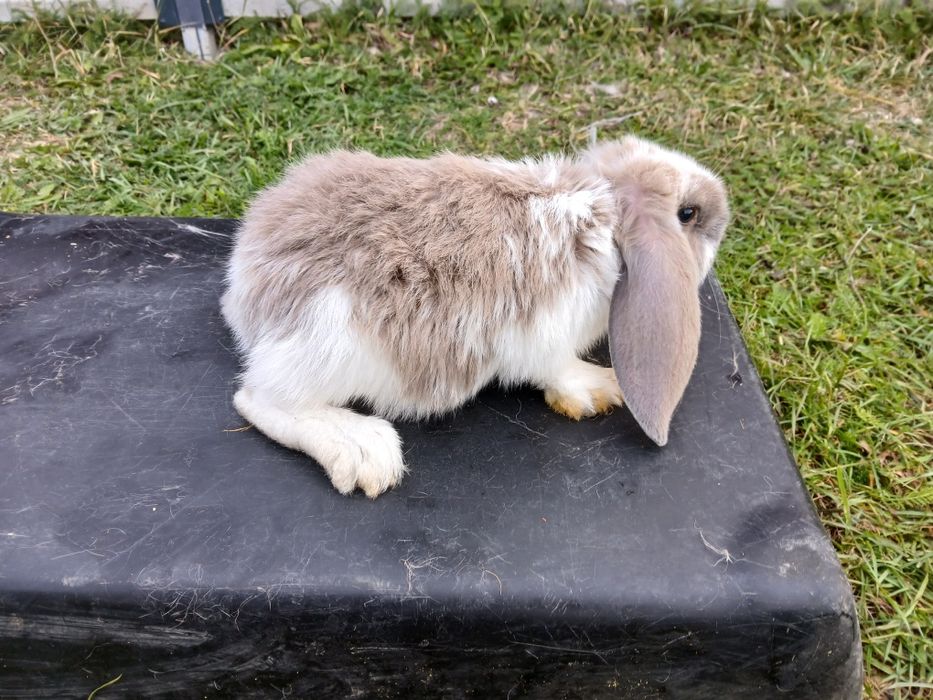 Młode barany francuskie izabele