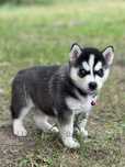 Husky Siberian/Syberian