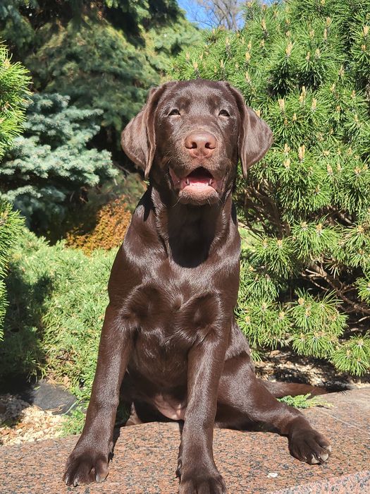 Щенки лабрадора ретривера