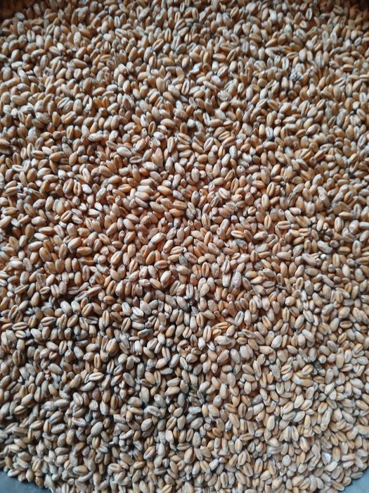 Продам овес, пшениця