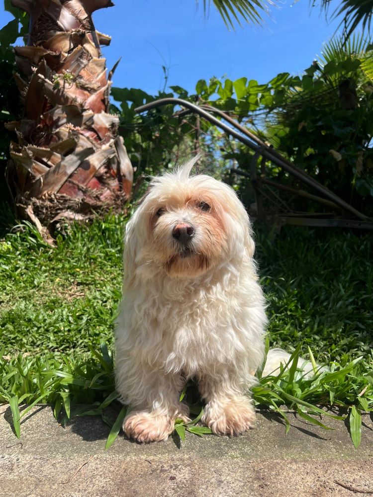 Snoopy - 7 anos, porte pequeno (7kg)