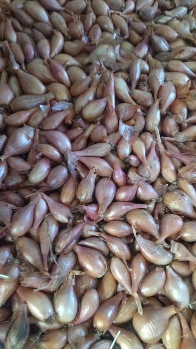 Продам цибулю кущівку