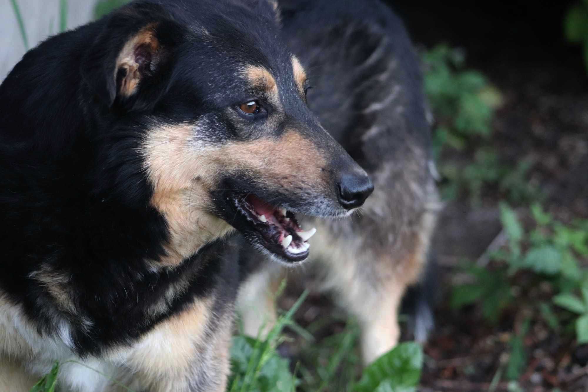 MIŚKO spójrz, pokochaj, adoptuj