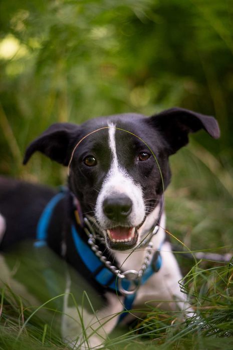 Nieśmiały Magni marzy o opiekunie z sercem i cierpliwością
