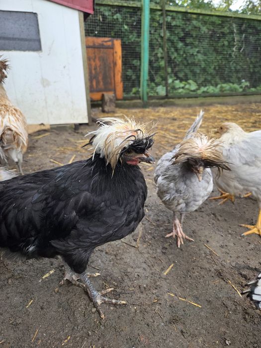 Białoczuby Holenderskie