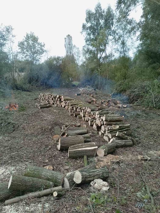 Дрова верба тополя