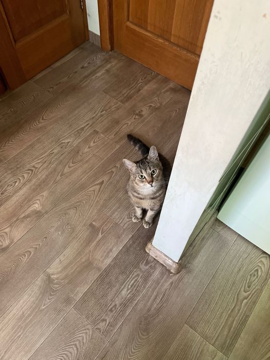 Віддам котика 2 роки в добрі руки безкоштовно , бо їду за кордон