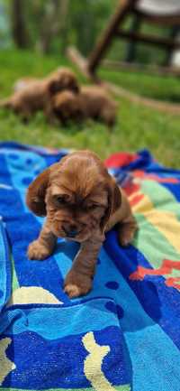 Szczeniaki Cocker Spaniel